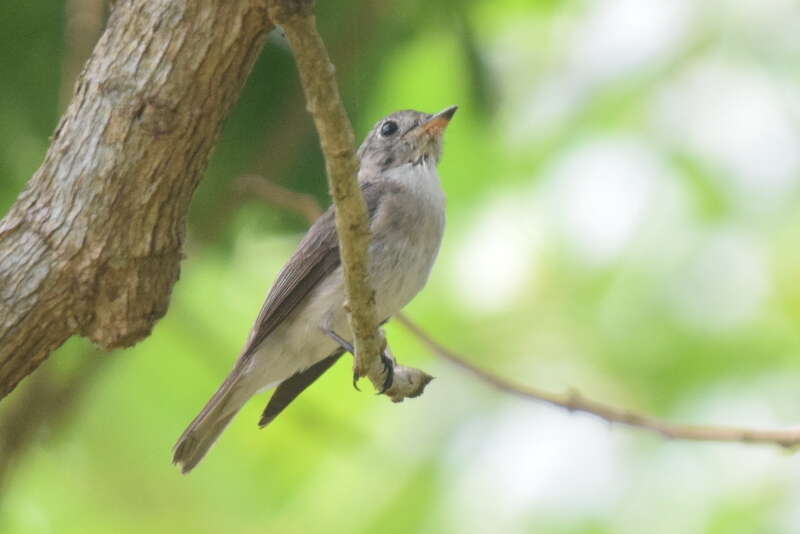 صورة Muscicapa dauurica Pallas 1811