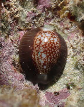 Image of snake's head cowry