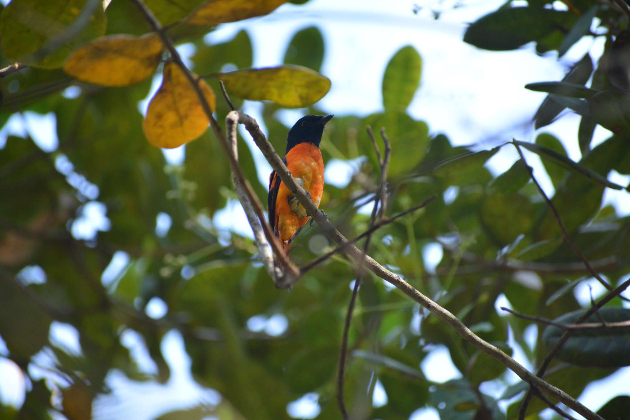 Image of Orange Minivet