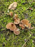 Image of Cortinarius pilatii Svrček 1968