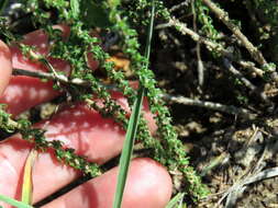 صورة Wahlenbergia nodosa (H. Buek) Lammers