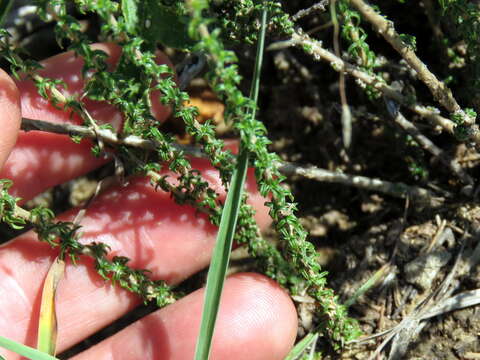 Wahlenbergia nodosa (H. Buek) Lammers resmi