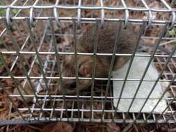 Image of Mexican woodrat