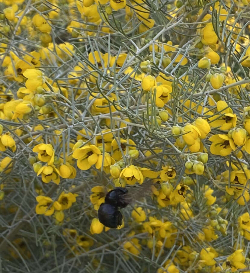 Image of Burnt-leaved Acacia