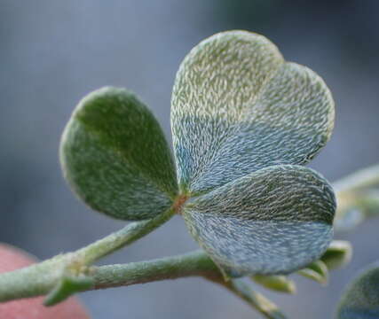 Image of Lotononis pumila Eckl. & Zeyh.