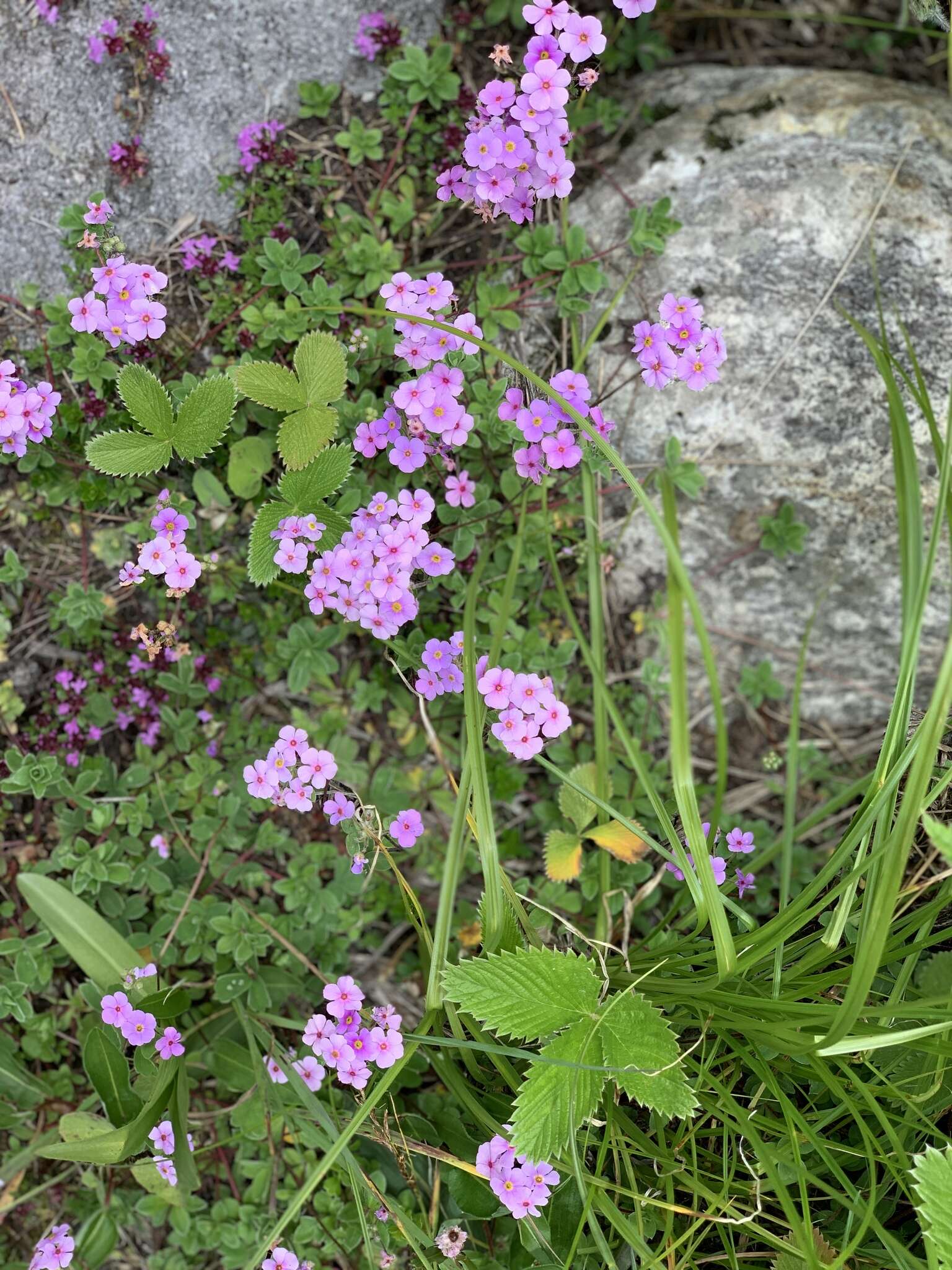 Image of Androsace sarmentosa Wall.