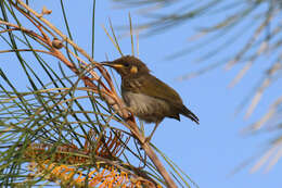 Image of Graceful Honeyeater