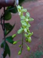 Image of Campylospermum anceps (Baker) H. Perrier