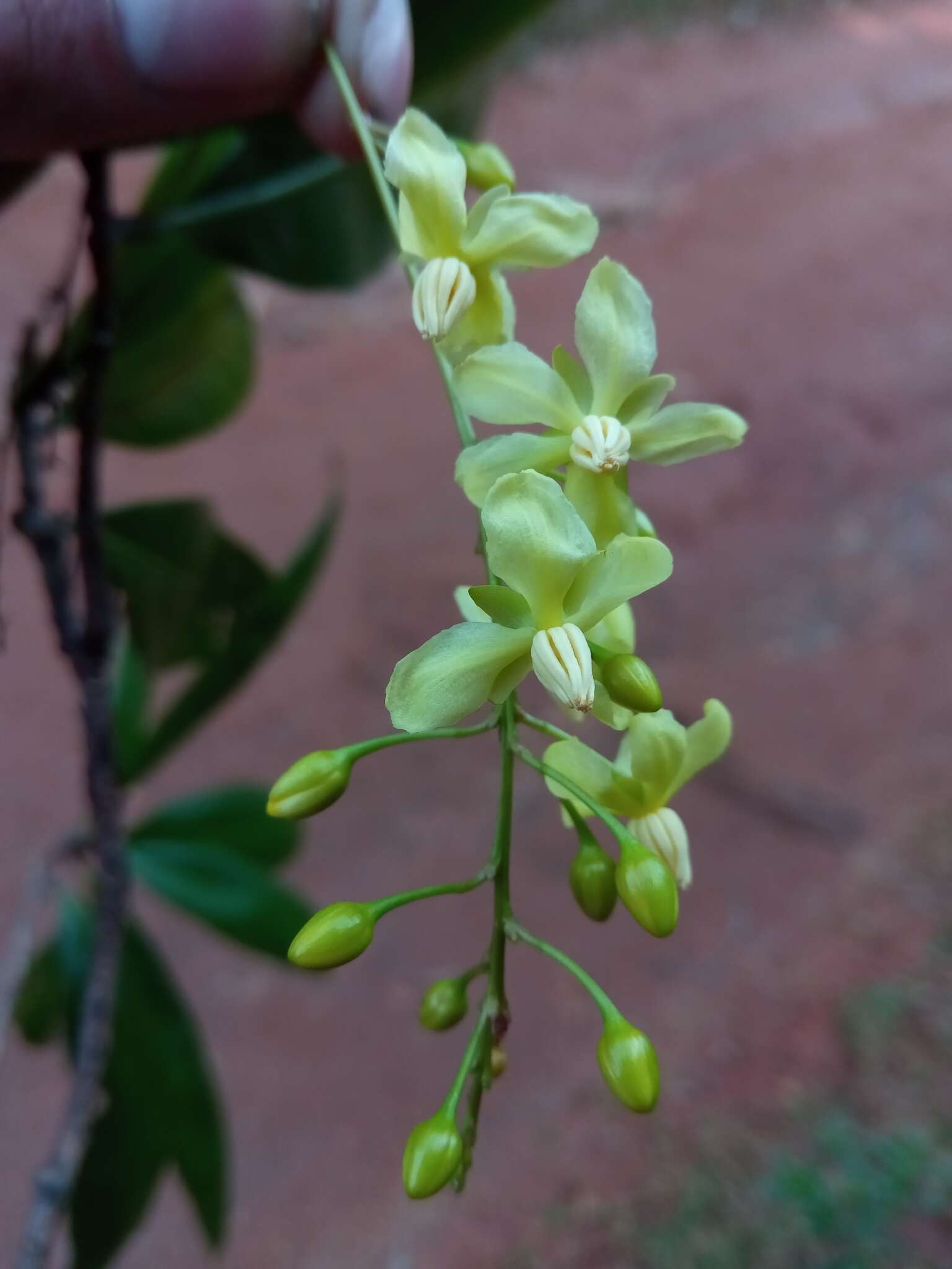 Image de Campylospermum anceps (Baker) H. Perrier