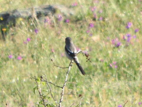 Image of Iberian Grey Shrike