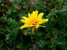 Image of Hyoseris lucida L.