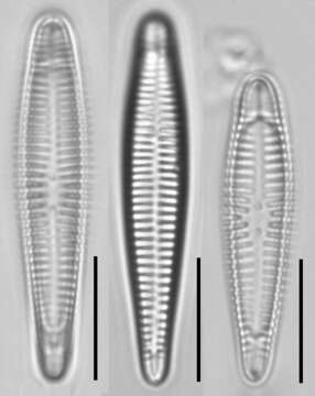 صورة Rhoicospheniaceae