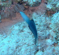 Image of Arrow dart-goby