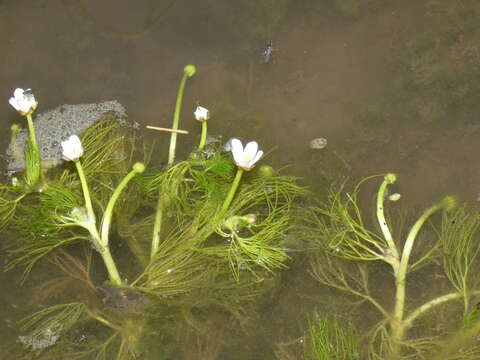 Image of Ranunculus rionii Lagger