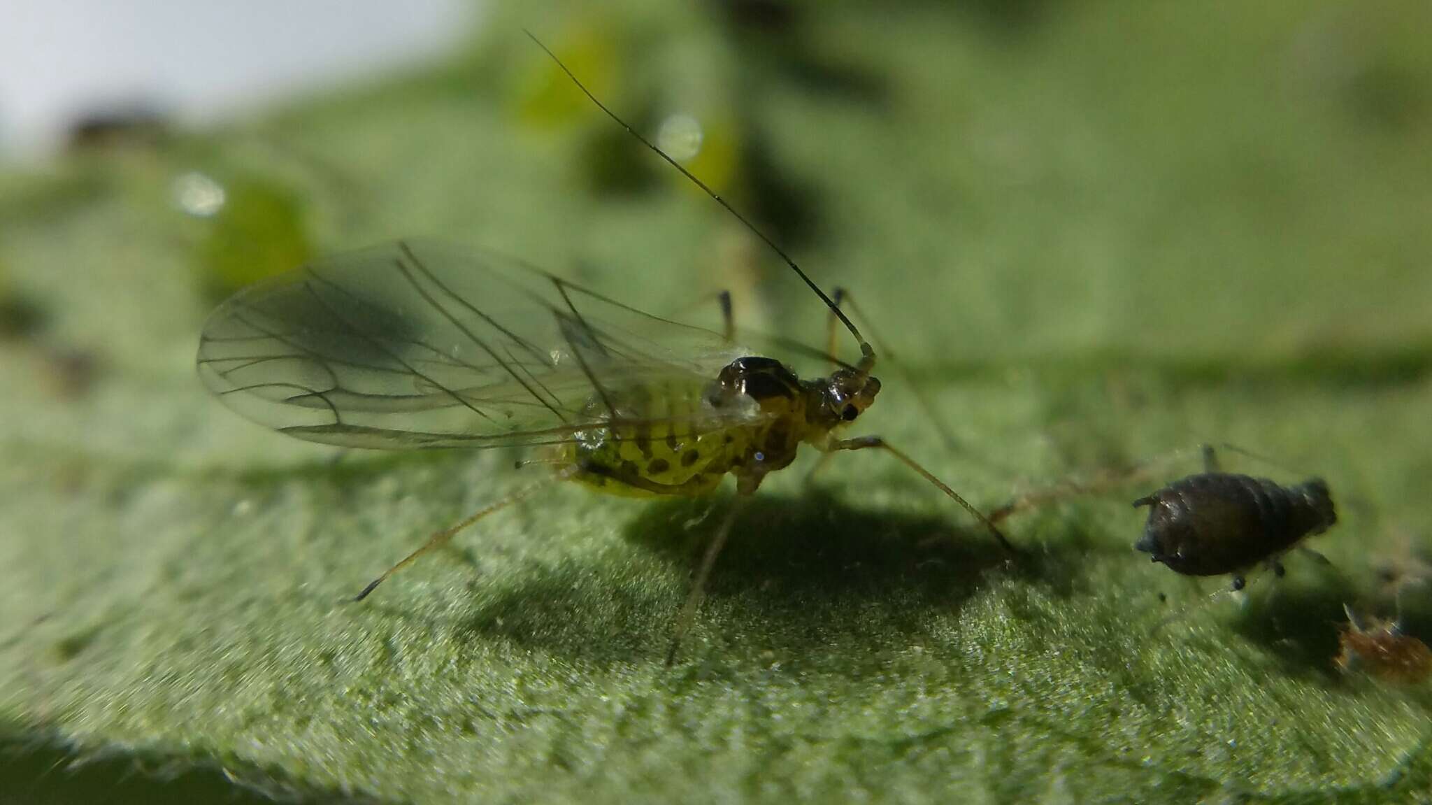 Image of Foxglove aphid