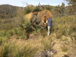 Image of Xanthorrhoea glauca subsp. angustifolia D. J. Bedford