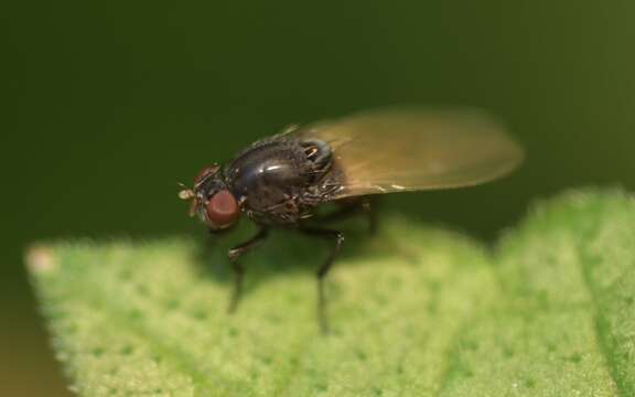 Image of Minettia longipennis (Fabricius 1794)