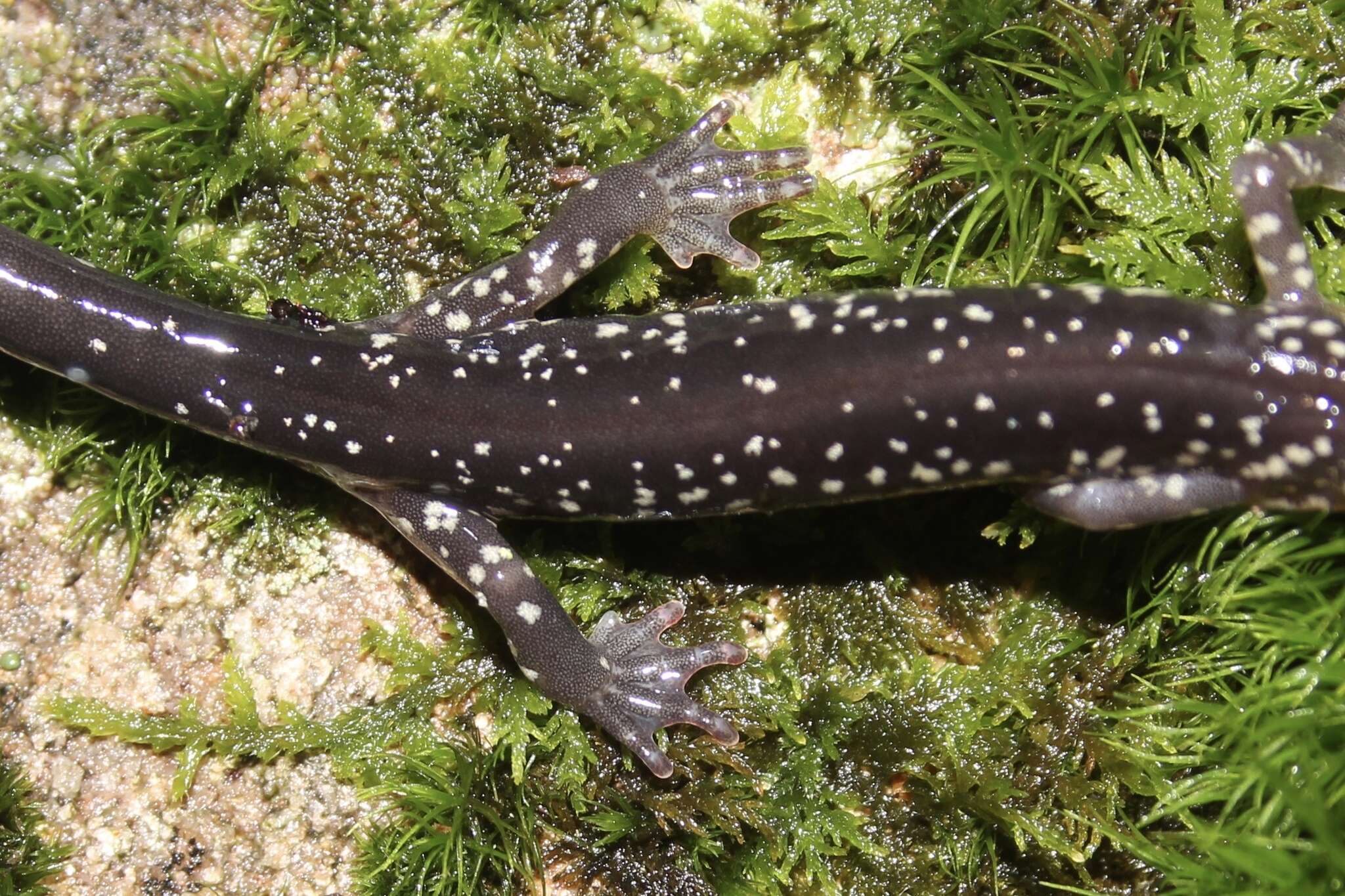 Image of White-spotted Salamander