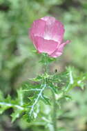 Image of red pricklypoppy