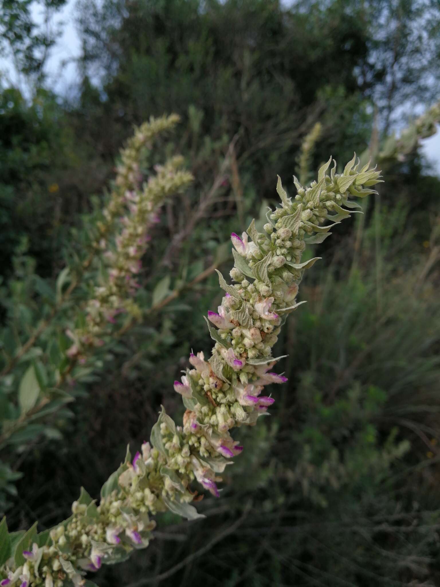 صورة <i>Coleus calycinus</i>