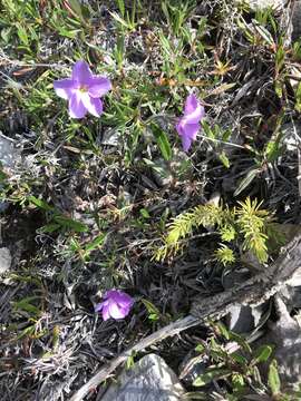 Image of Alaskan phlox