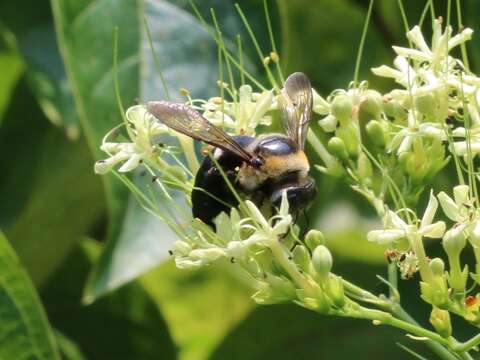 Image de Xylocopa dejeanii Lepeletier 1841