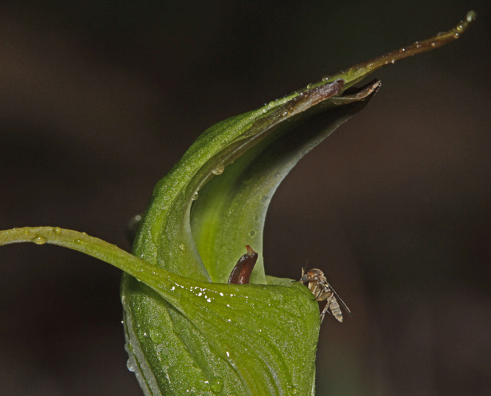 Image of Antelope greenhood