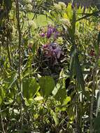 Image of Sobralia dichotoma Ruiz & Pav.