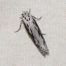 Ethmia semitenebrella Dyar 1902的圖片