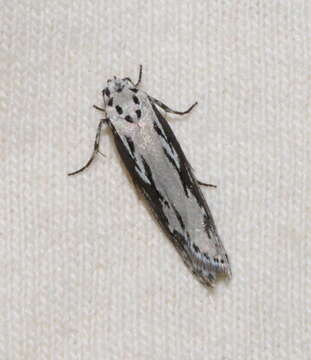 Image of Ethmia semitenebrella Dyar 1902