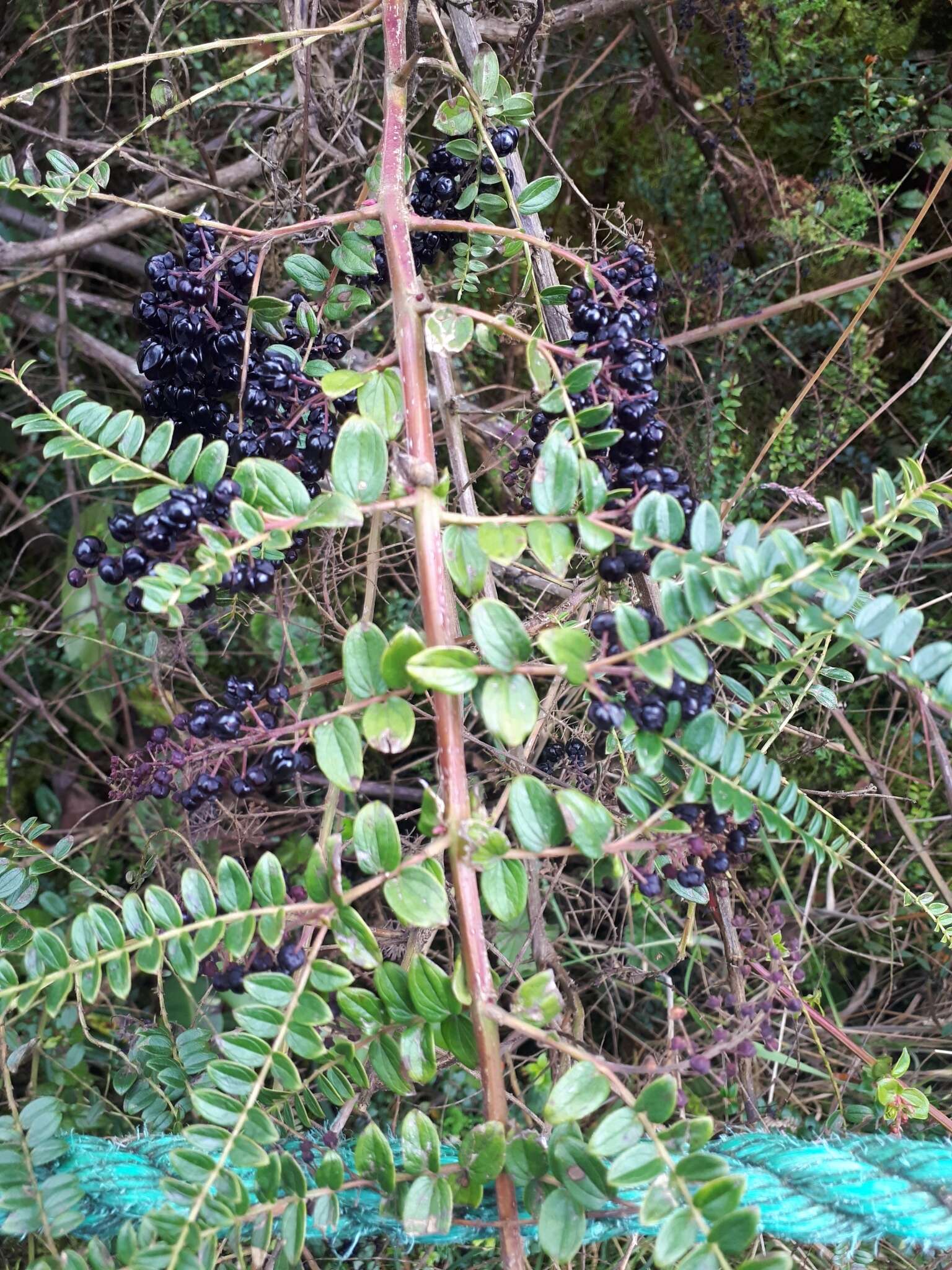 Image of Coriaria microphylla Poir.