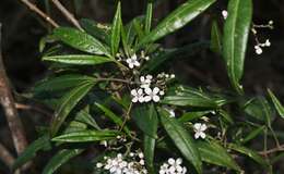 Image of Zieria arborescens Sims