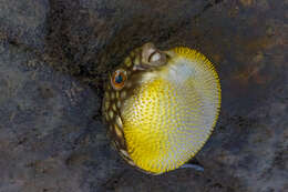 Image of Gangetic pufferfish