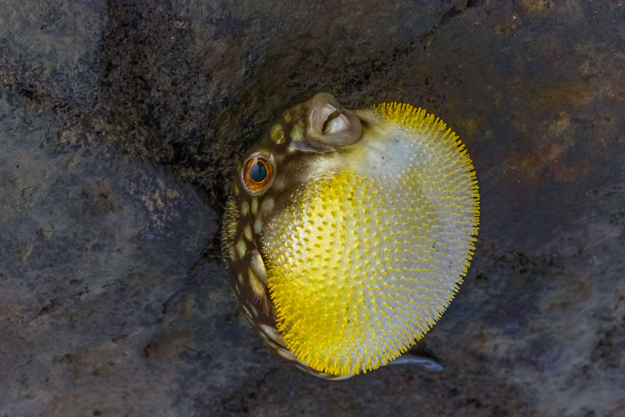 Image of Gangetic pufferfish