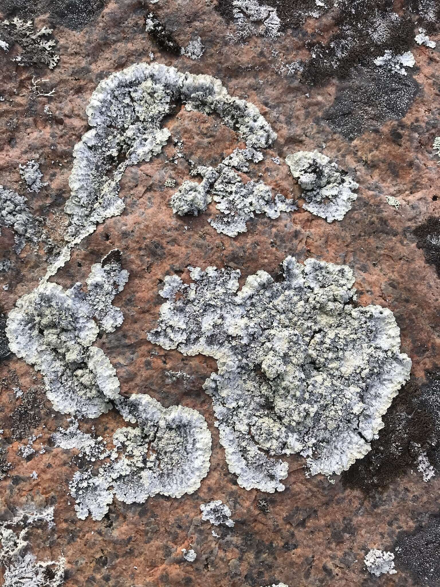 Image of leproloma lichen