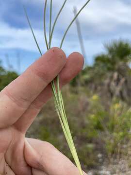 Image de Andropogon miamiensis