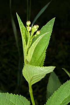 Image de Scrophularia lanceolata Pursh