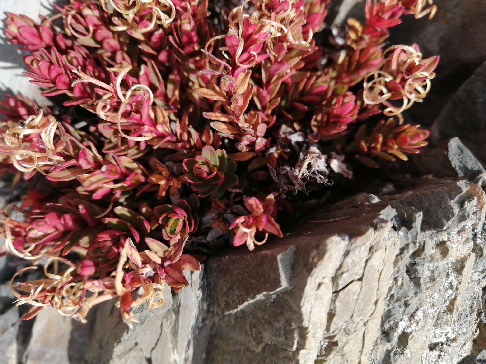 Image of Epilobium porphyrium G. Simpson