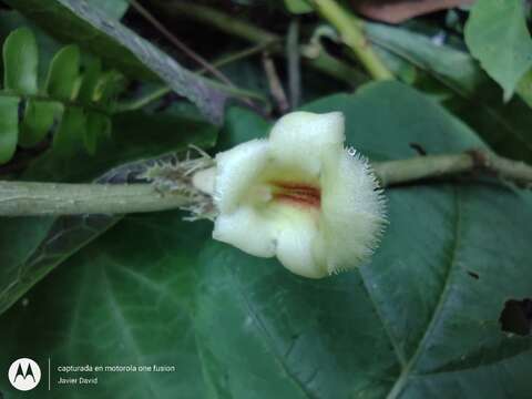 Drymonia macrophylla (Oerst.) H. E. Moore的圖片