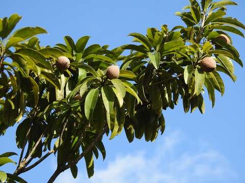 Image of sapodilla