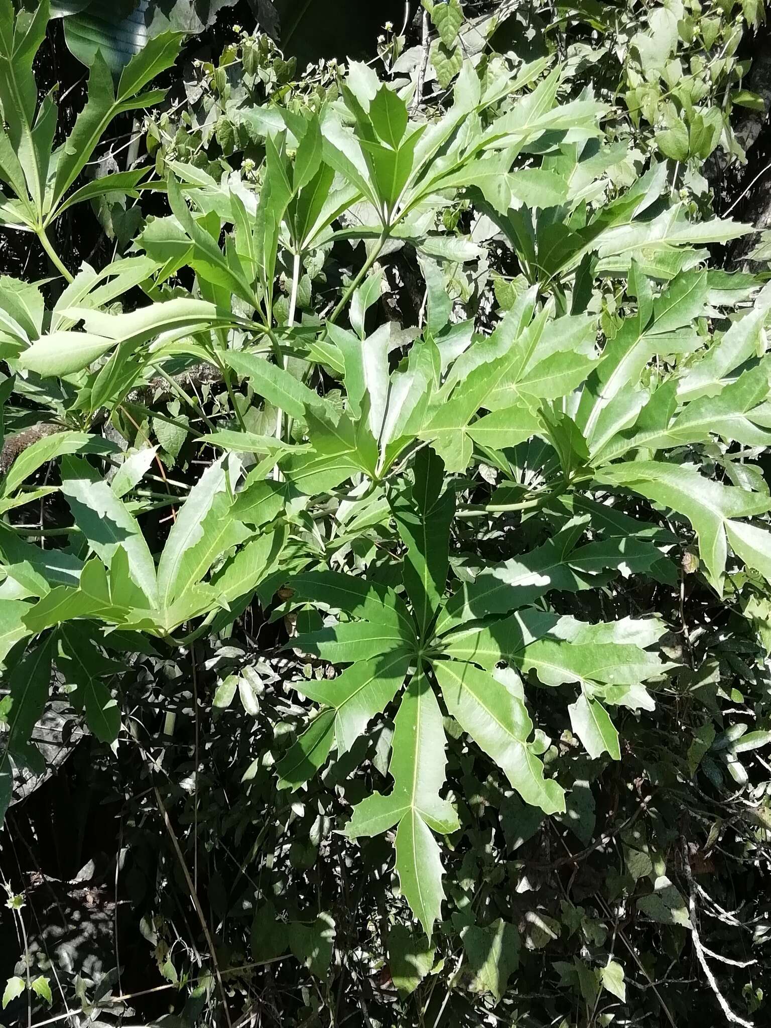 Image of Common Cabbage Tree