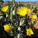 Image of Mitrophyllum dissitum (N. E. Br.) Schwant.