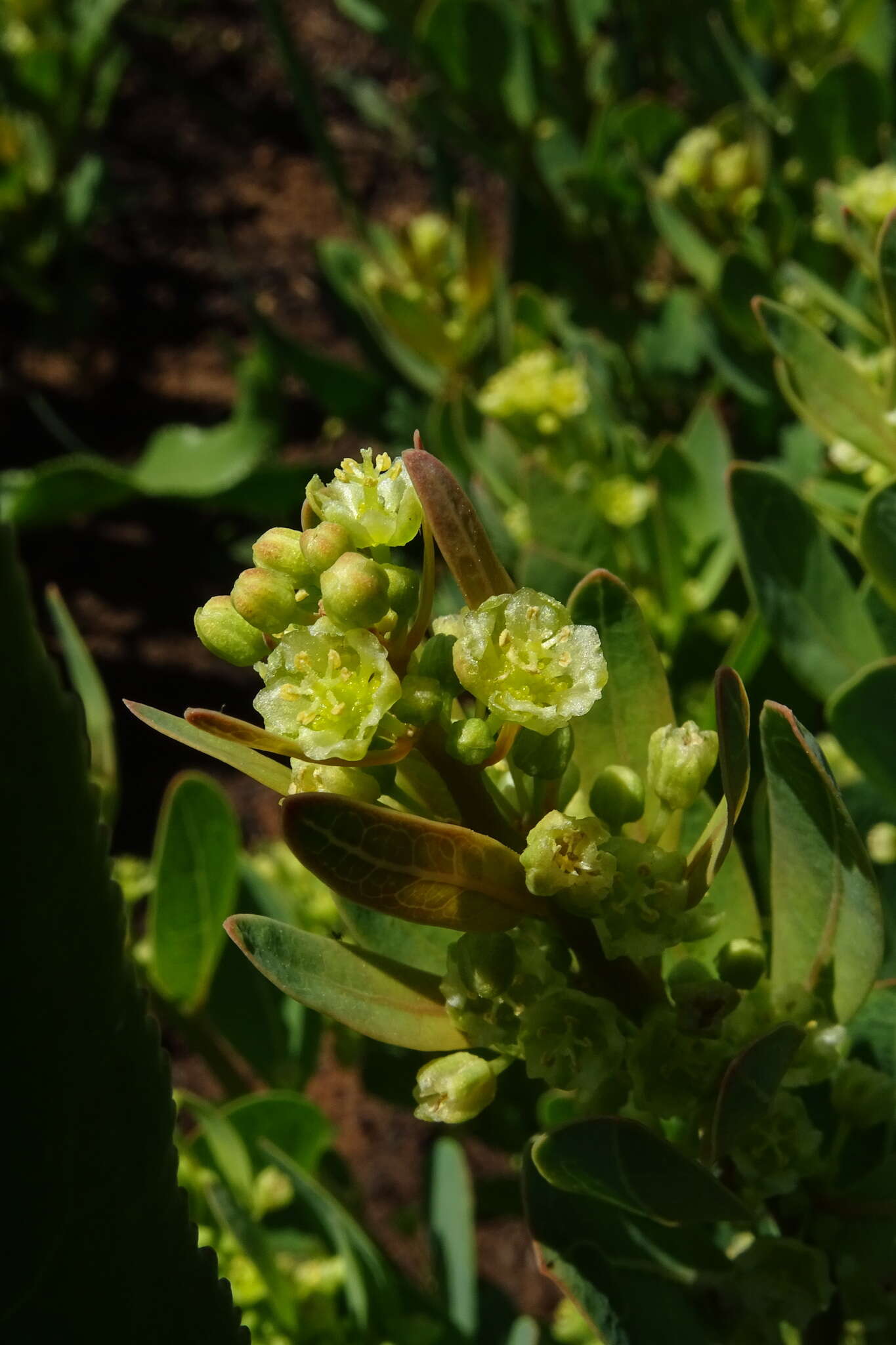 Image of Clutia monticola S. Moore