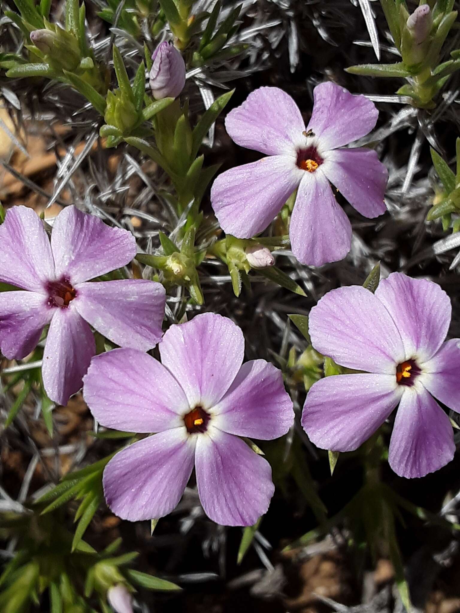 Imagem de Phlox austromontana Coville