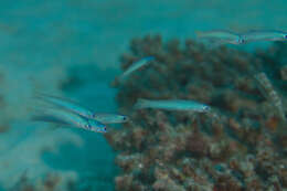 Image of Blue gudgeon