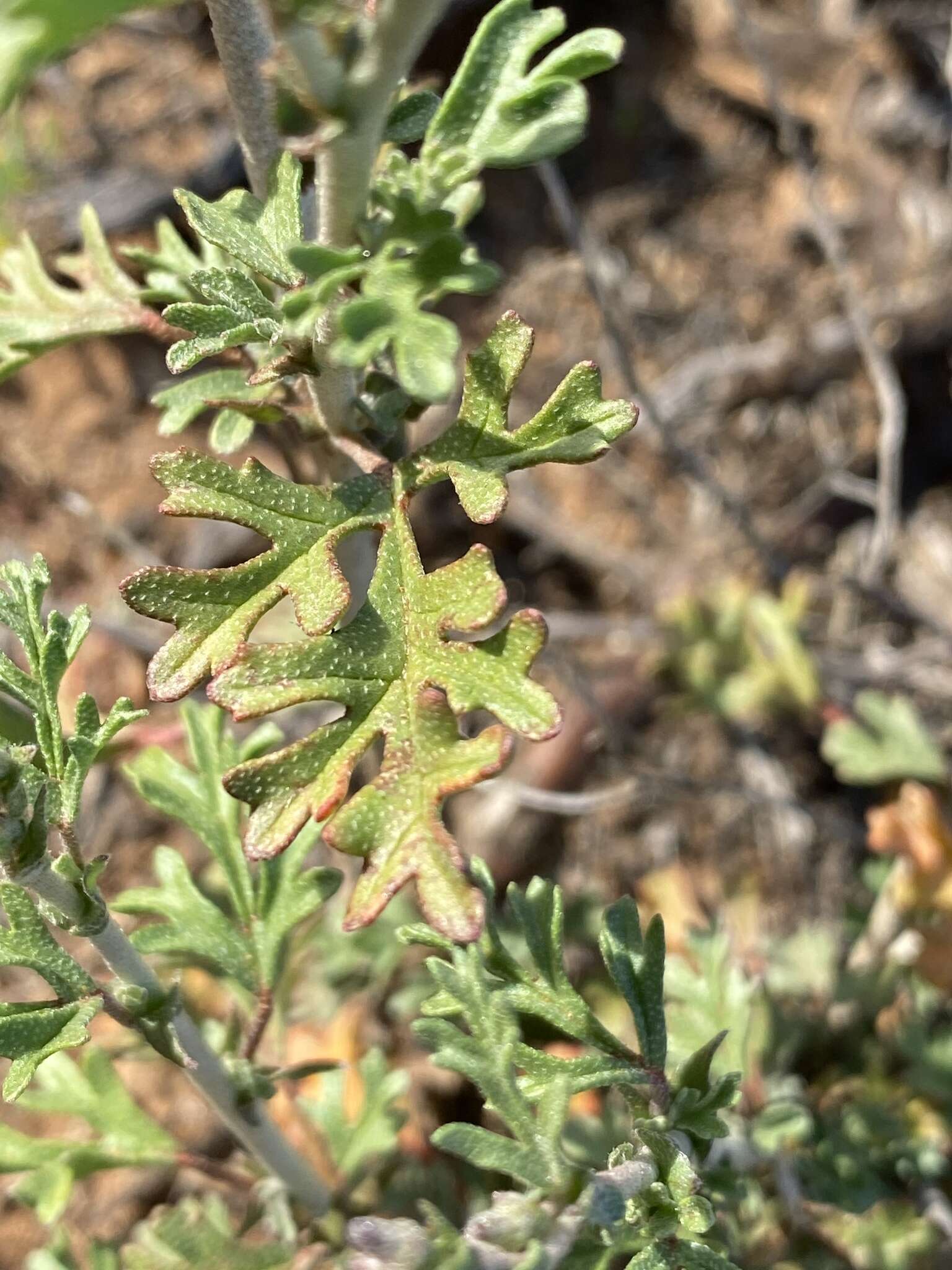 Image of Hermannia pulverata Andr.