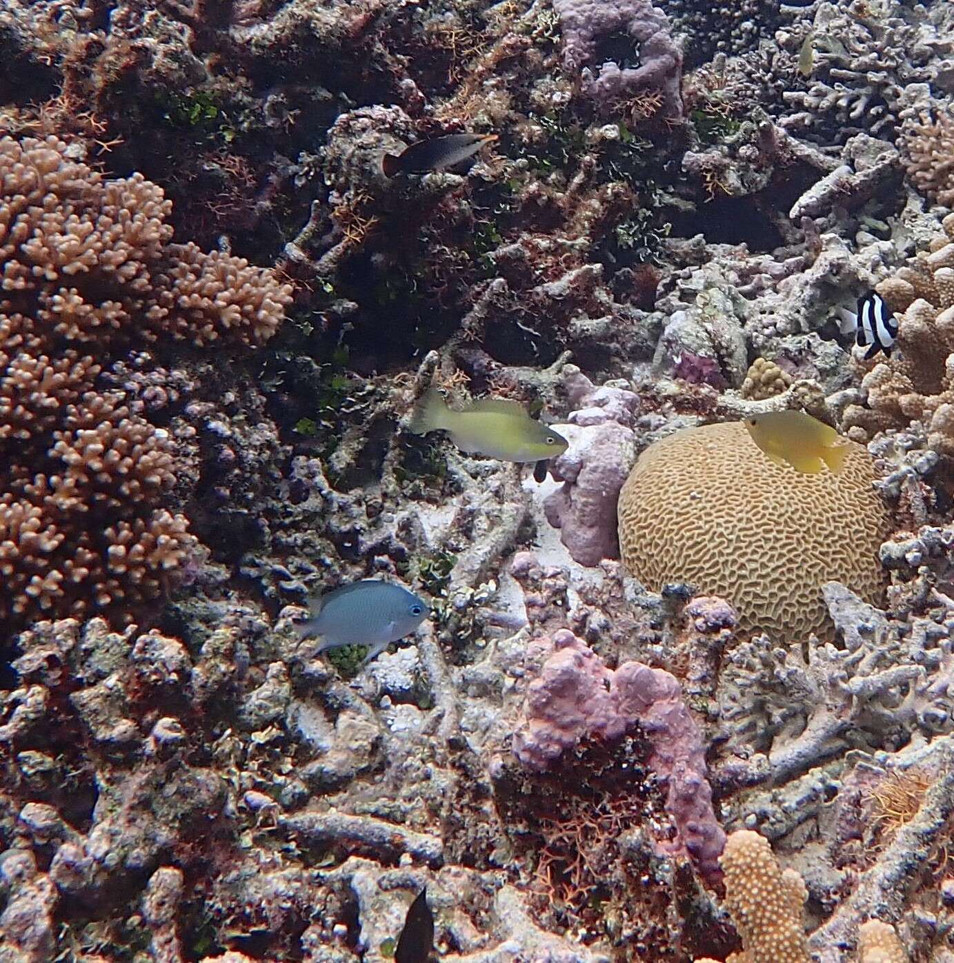 Image of Ternate chromis