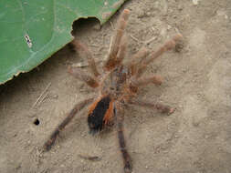 Image of Avicularia hirschii Bullmer, Thierer-Lutz & Schmidt 2006