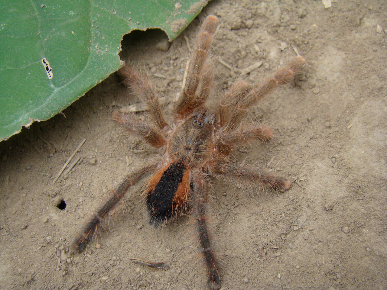 Image of Avicularia hirschii Bullmer, Thierer-Lutz & Schmidt 2006