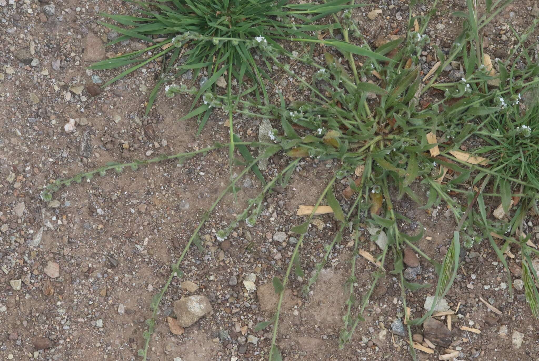 Image de Plagiobothrys canescens var. catalinensis (A. Gray) Jepson